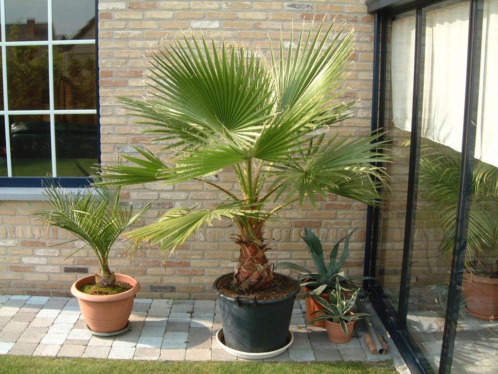 Washingtonia