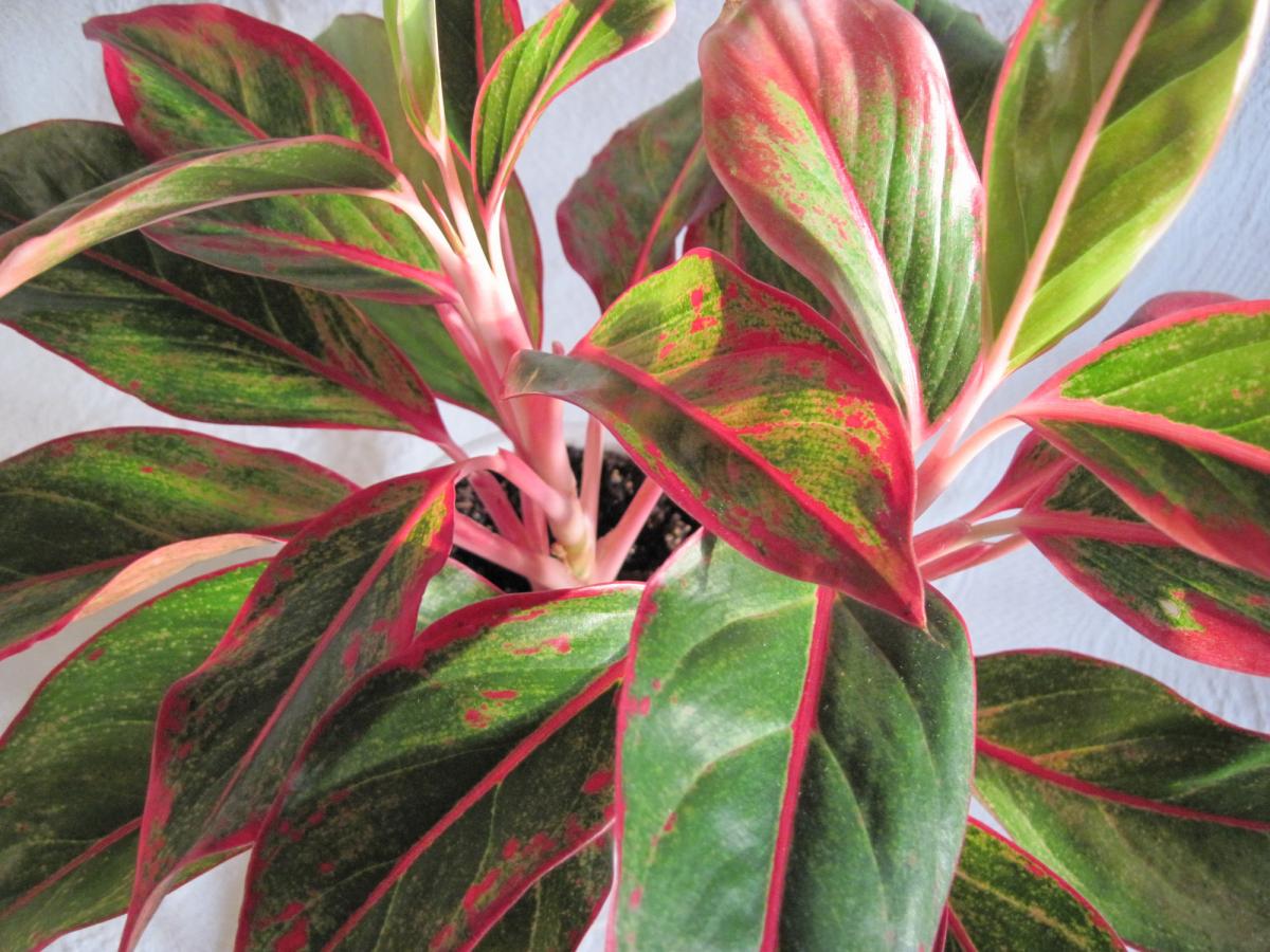 Aglaonema