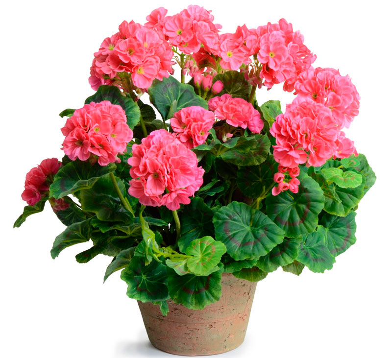 pelargonium