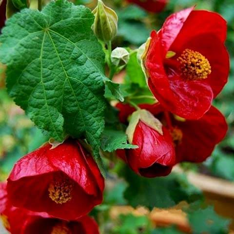 Abutilon