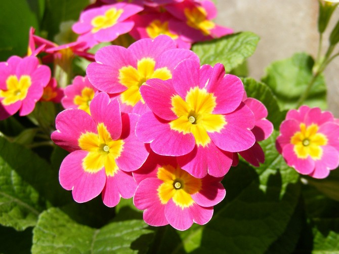 Primrose