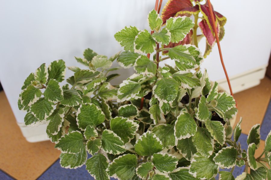 Plectranthus coleus