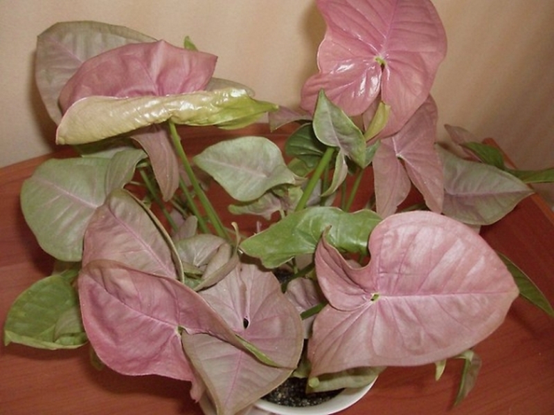 Syngonium roze