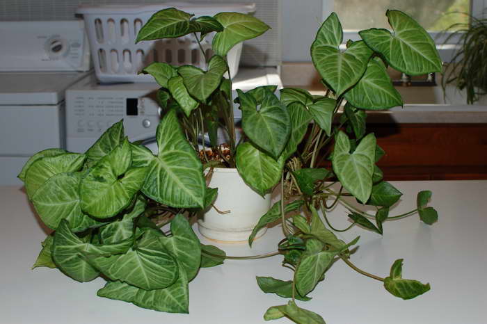 Svingende syngonium