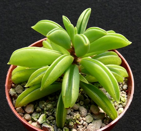 Peperomia Chisel