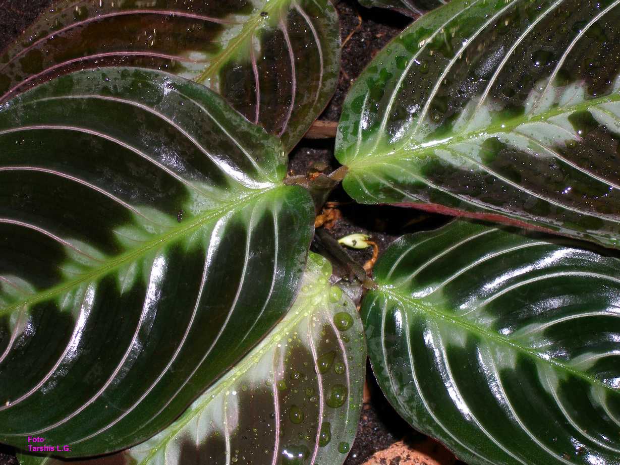 Maranta Massange