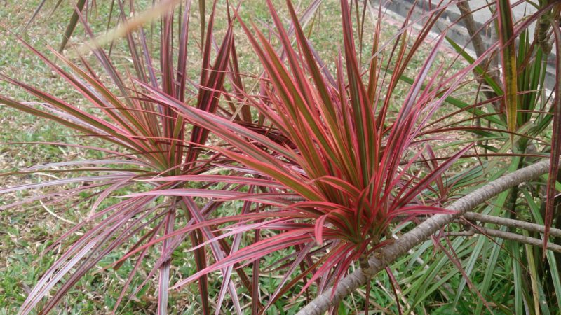 Fringed dracaena