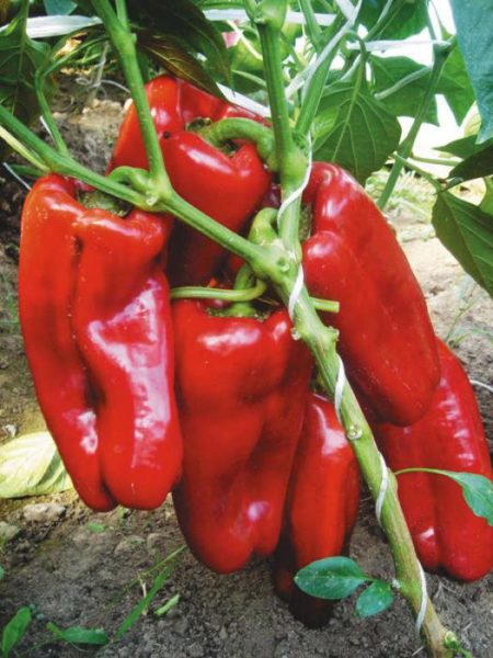 pulang bull pepper