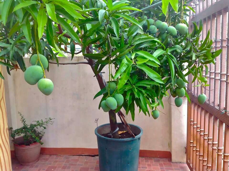 Mangovruchten op een boom