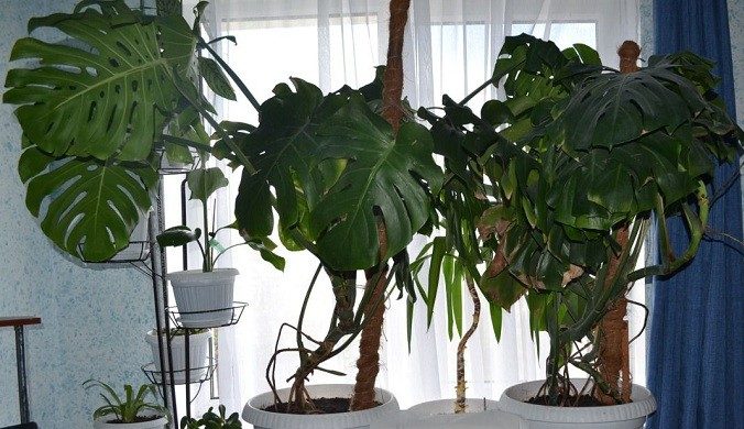 Monstera in de kamer