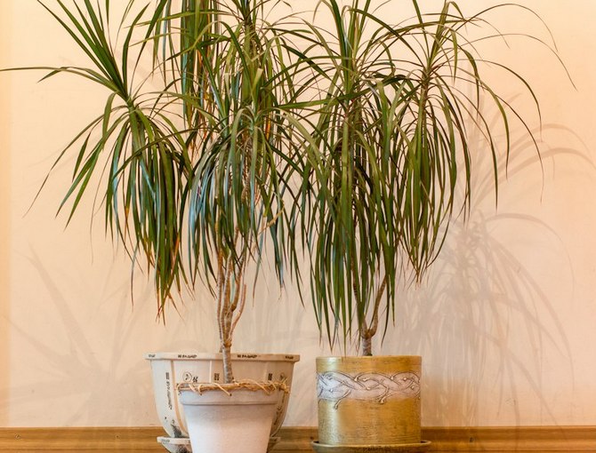 Dracaena