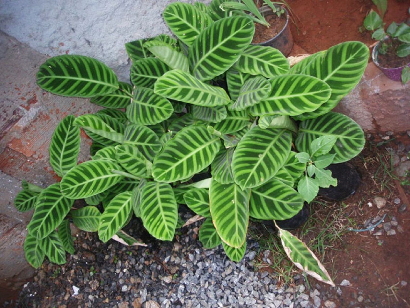 Maranta two-tone