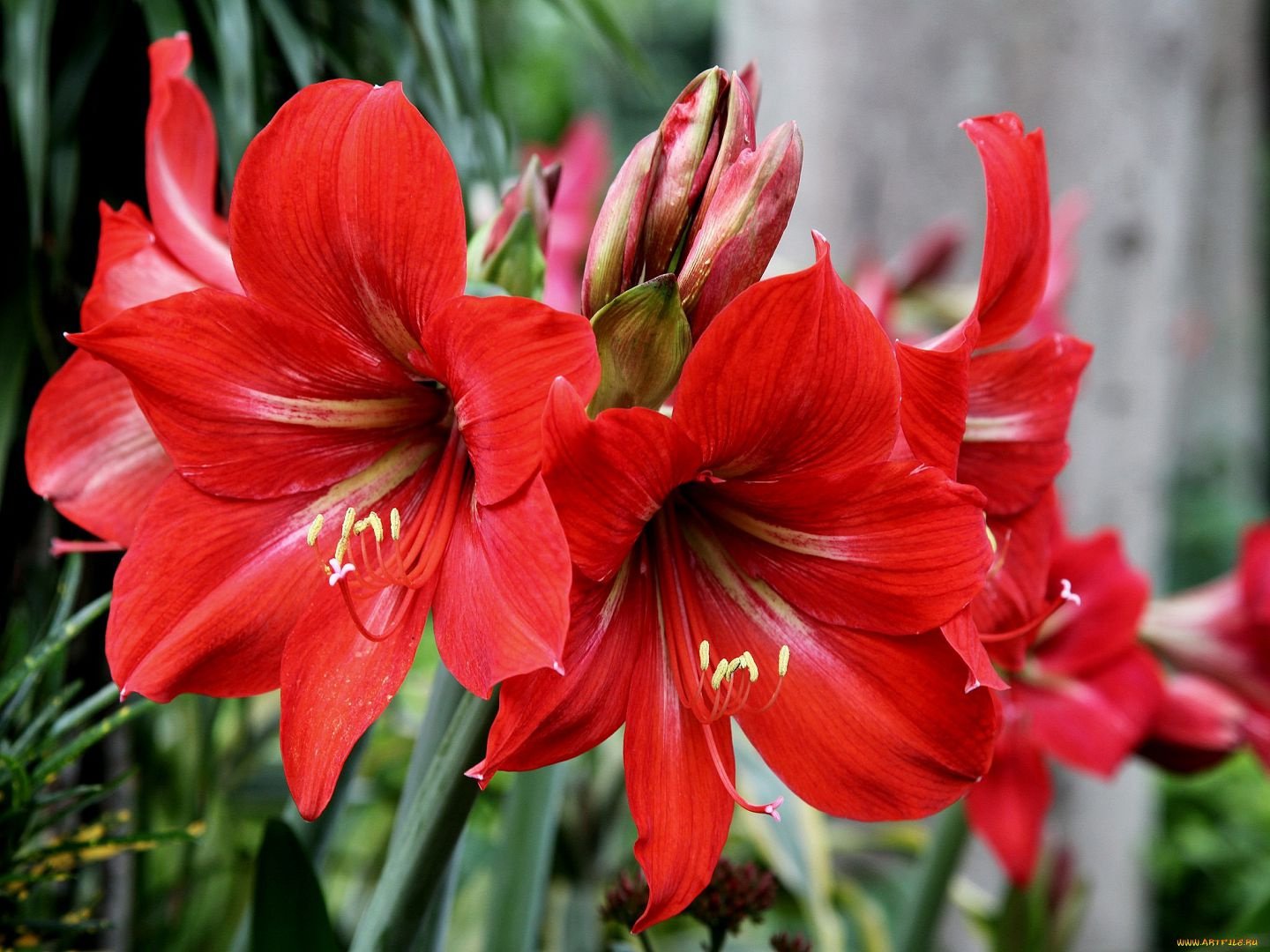 Hippeastrum