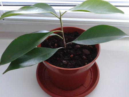 Ficus zorg