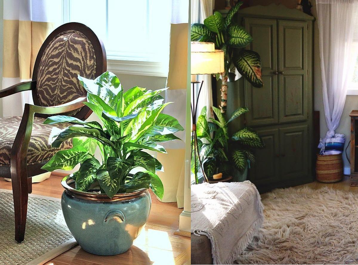 Dieffenbachia in de kamer