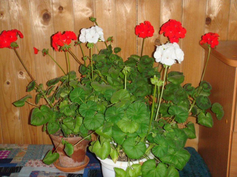 Pag-aalaga ng Geranium