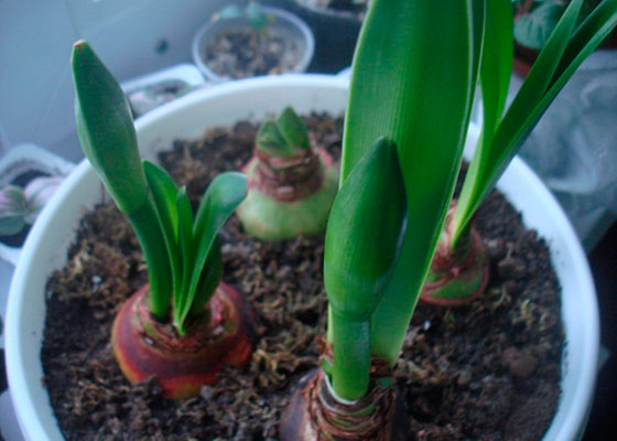 Hippeastrum transplantasjon