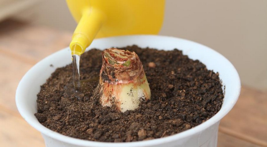 Hippeastrum Watering