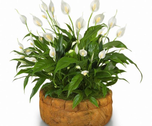 Wat te doen na het kopen van spathiphyllum?