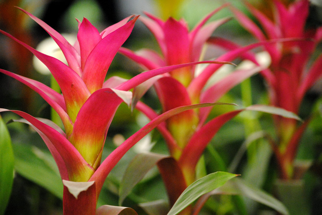 Guzmania Donella - Smith