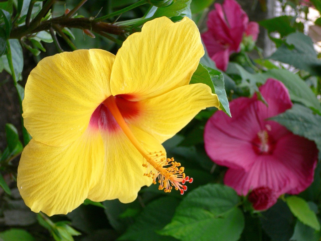 Hibiscus