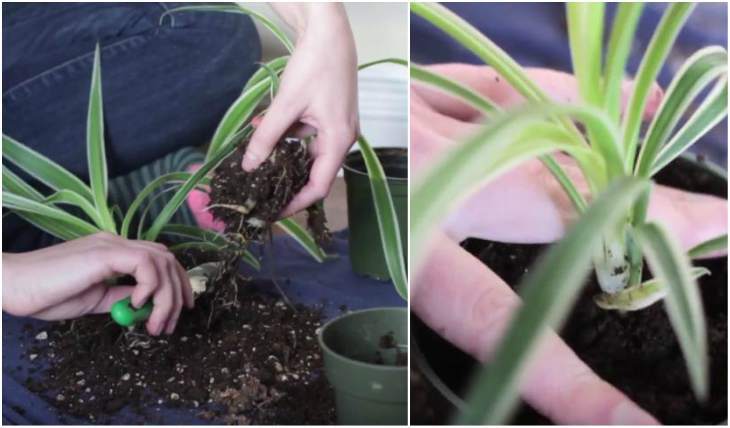 Voortplanting van chlorophytum door deling van de struik