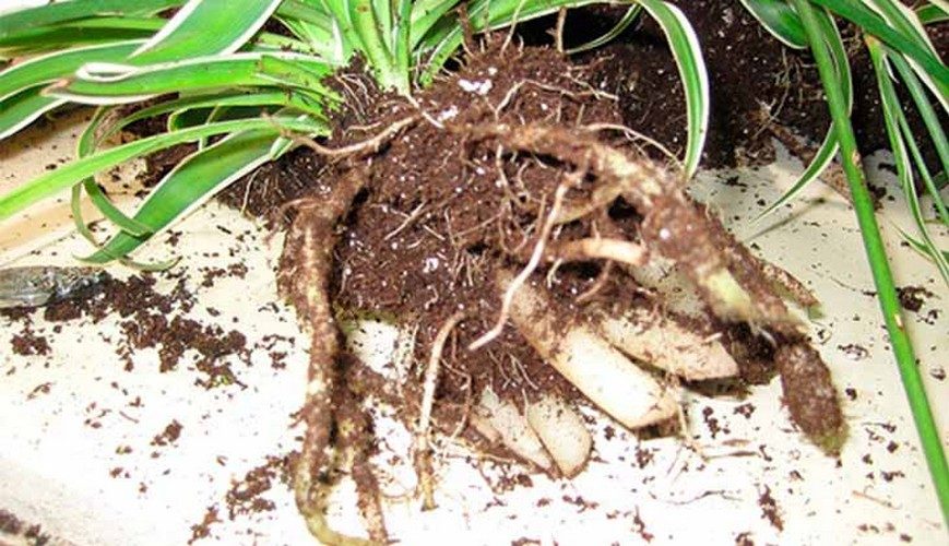 Root system