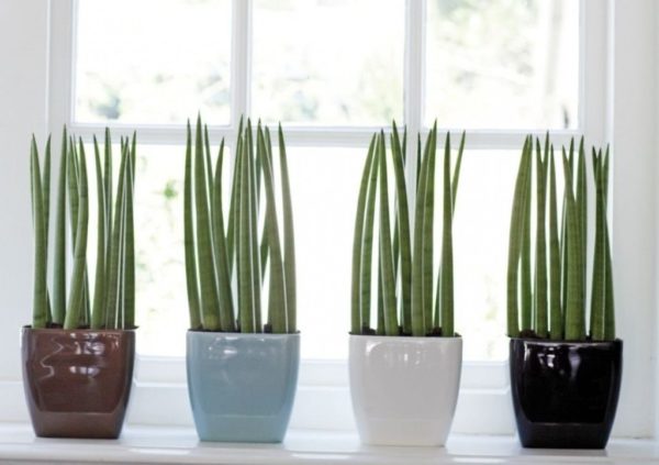 Cilindrische sansevieria