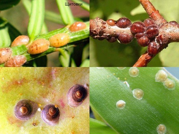 Mga iba't-ibang uri ng insekto