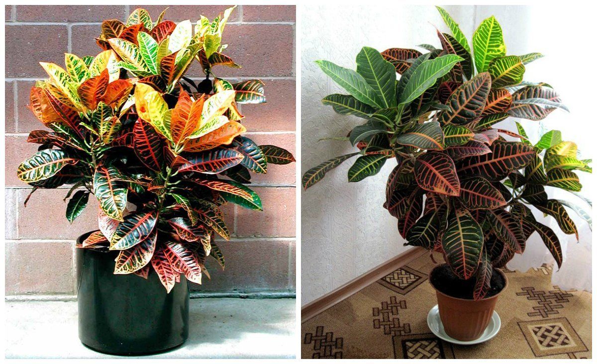 Lumalagong croton sa bahay