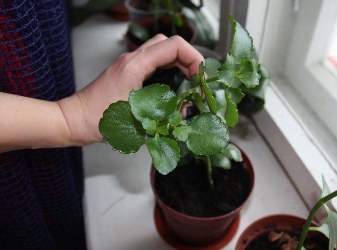 Kalanchoe Reiniging Snoeien