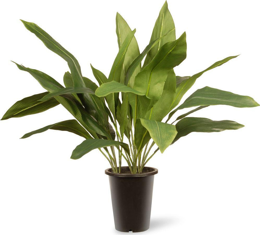 Aspidistra