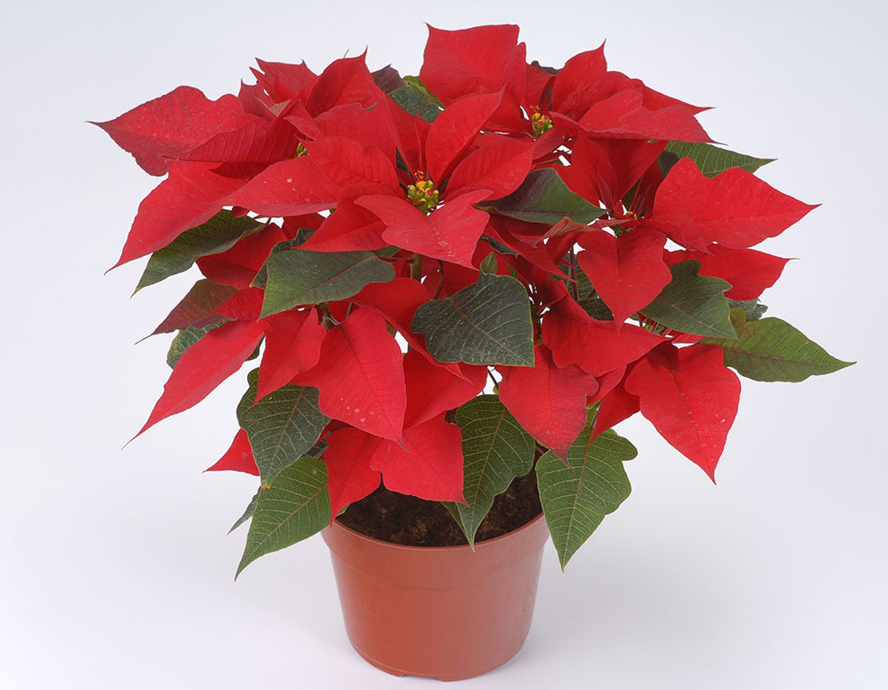 Poinsettia