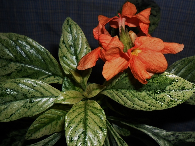 Crossandra Variegate