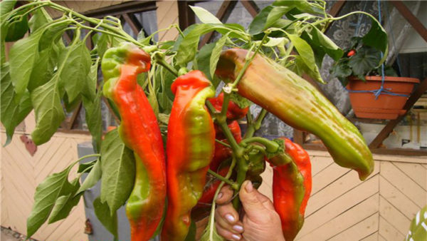 cockatoo pepper