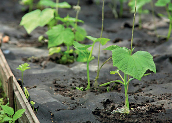 kailan magtanim ng mga pipino 2019