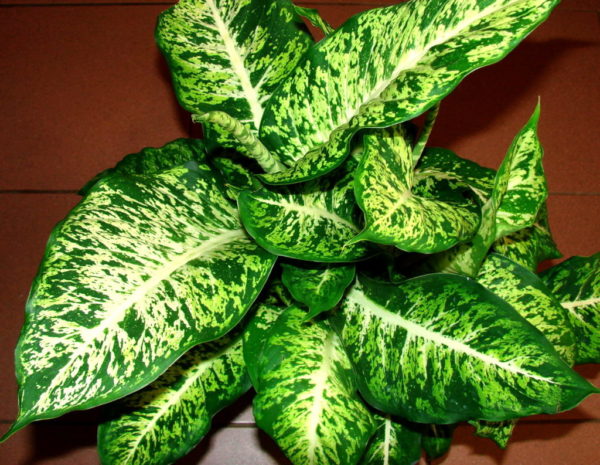 Dieffenbachia