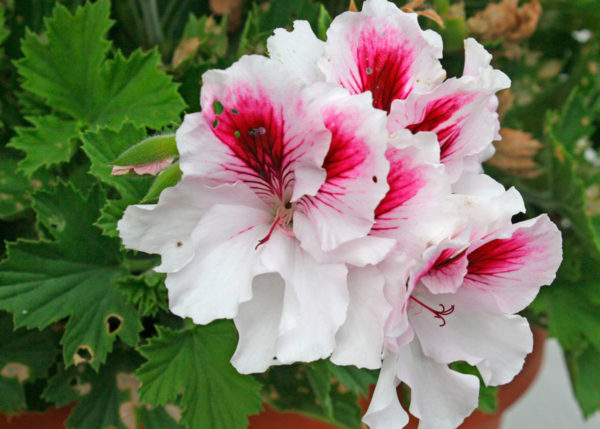 Pelargonium