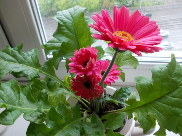 gerbera