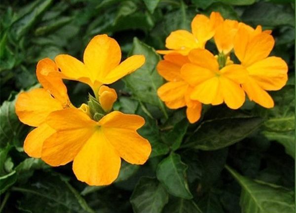 Crossandra Tropic Yellow