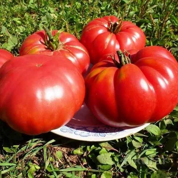 Variasjoner av tomatgiganter for Sentral-Russland