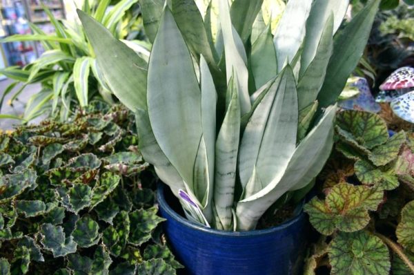 Witte Sansevieria