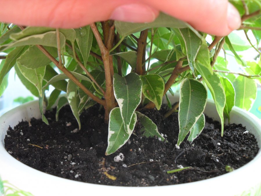 Pagbibihis ng Ficus