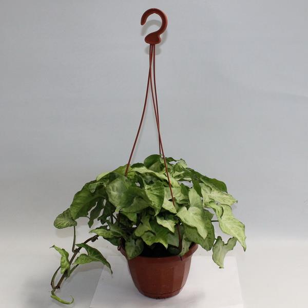 Syngonium in een hangende mand