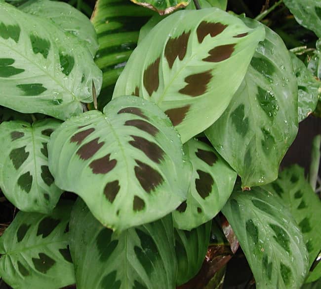 Maranta Kerhoeven