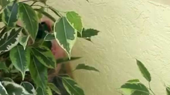 Ficus transplant