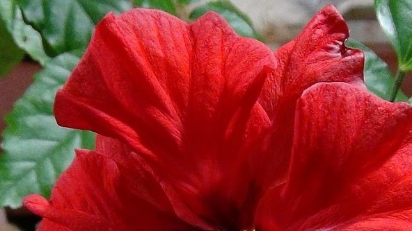 Hibiscus Chinees