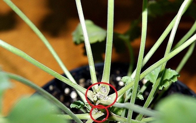 Mga tampok ng geranium pruning