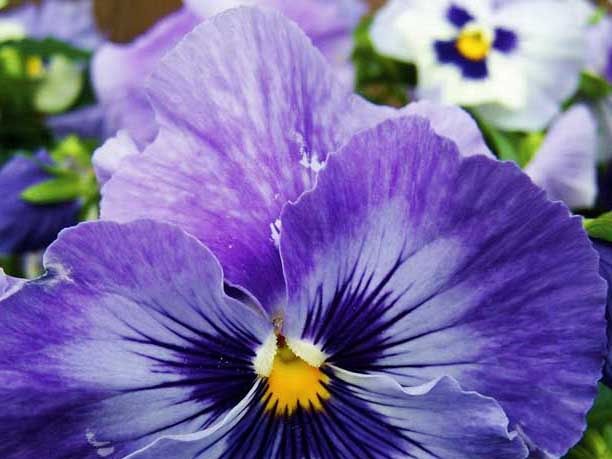 Violet Pansy