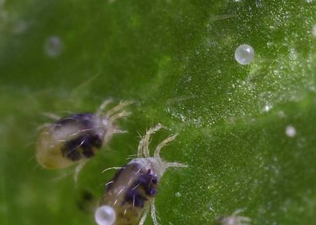 Spider mite